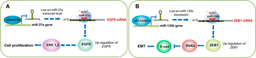 Frontiers | Regulation of miRNAs Expression by Mutant p53 Gain of 
