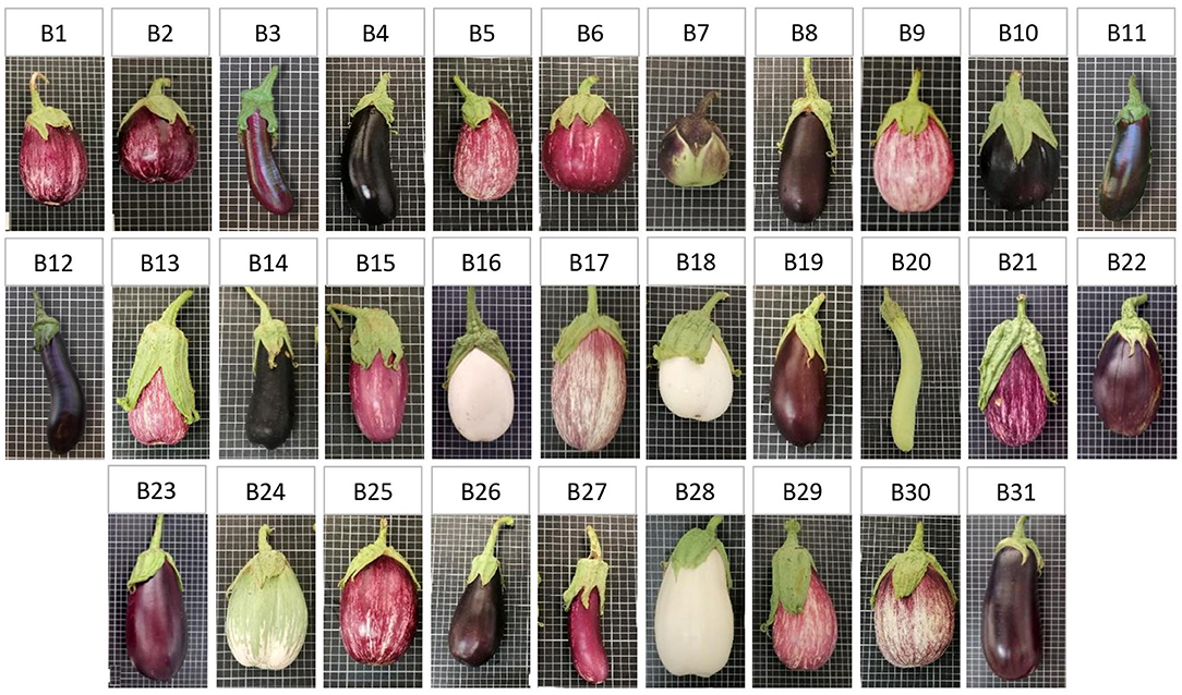 Representative fruits of each of the scarlet eggplant complex (S