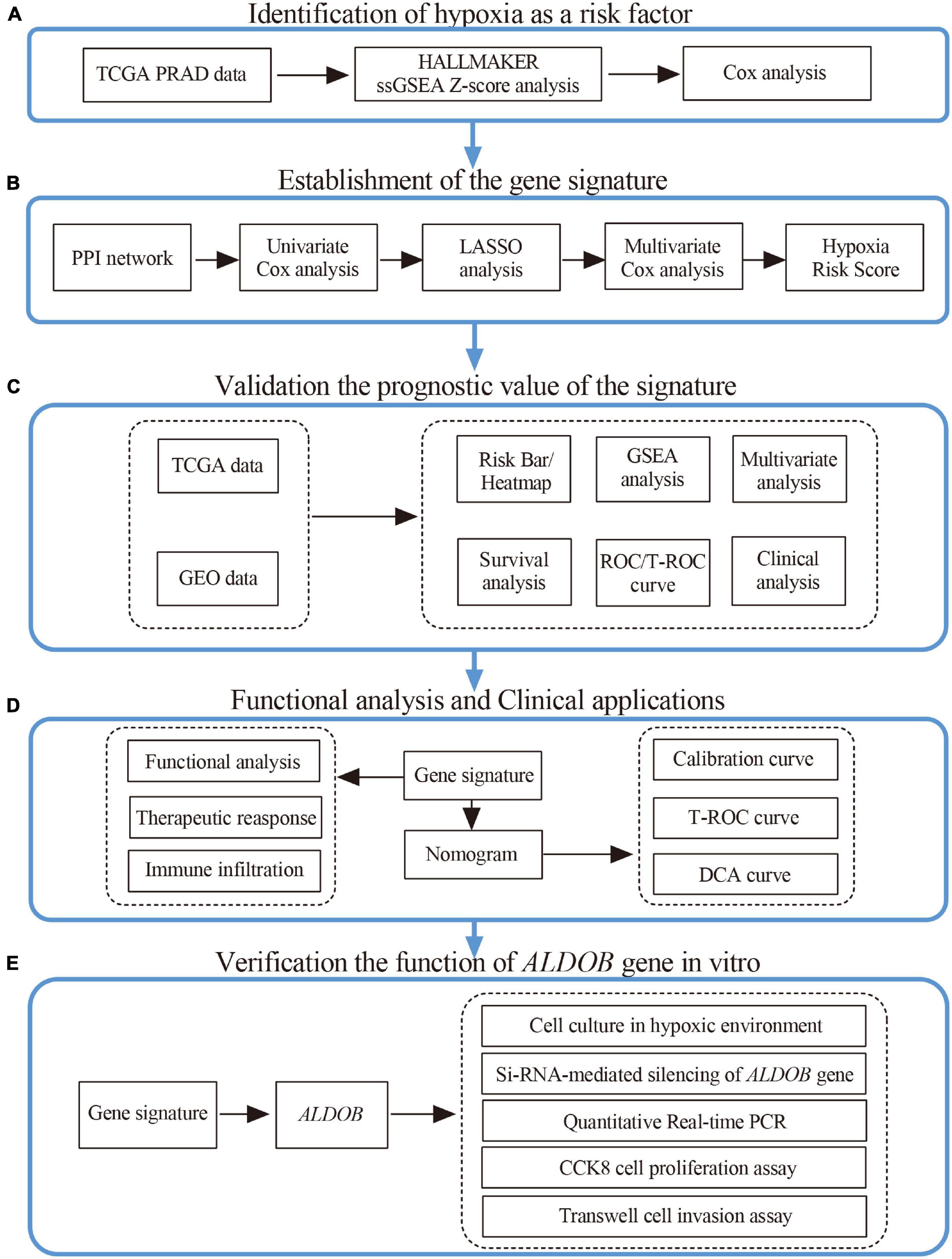 Frontiers | Identification Of A Hypoxia-Related Gene Signature For ...