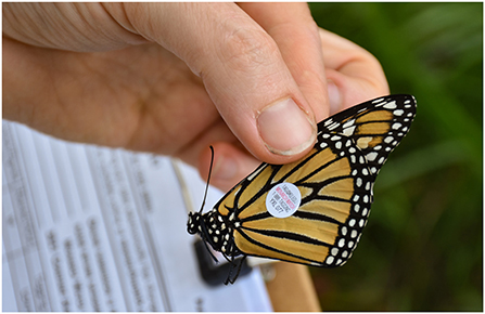 图2 -一只带翅膀标签的帝王蝶，大烟山国家公园(美国北卡罗来纳州和田纳西州;图片来源:Tremont大烟山研究所)。