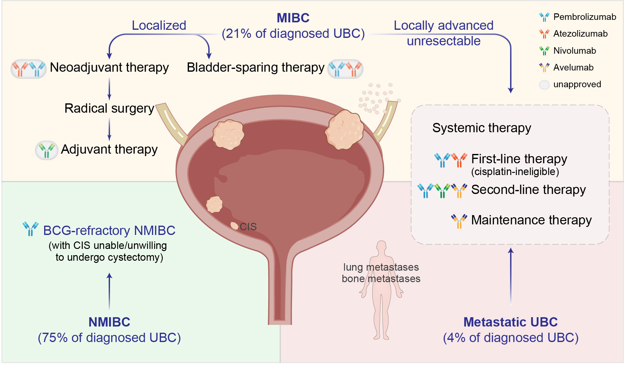Frontiers Immunotherapy In The Treatment Of Urothelial Bladder Cancer Insights From Single