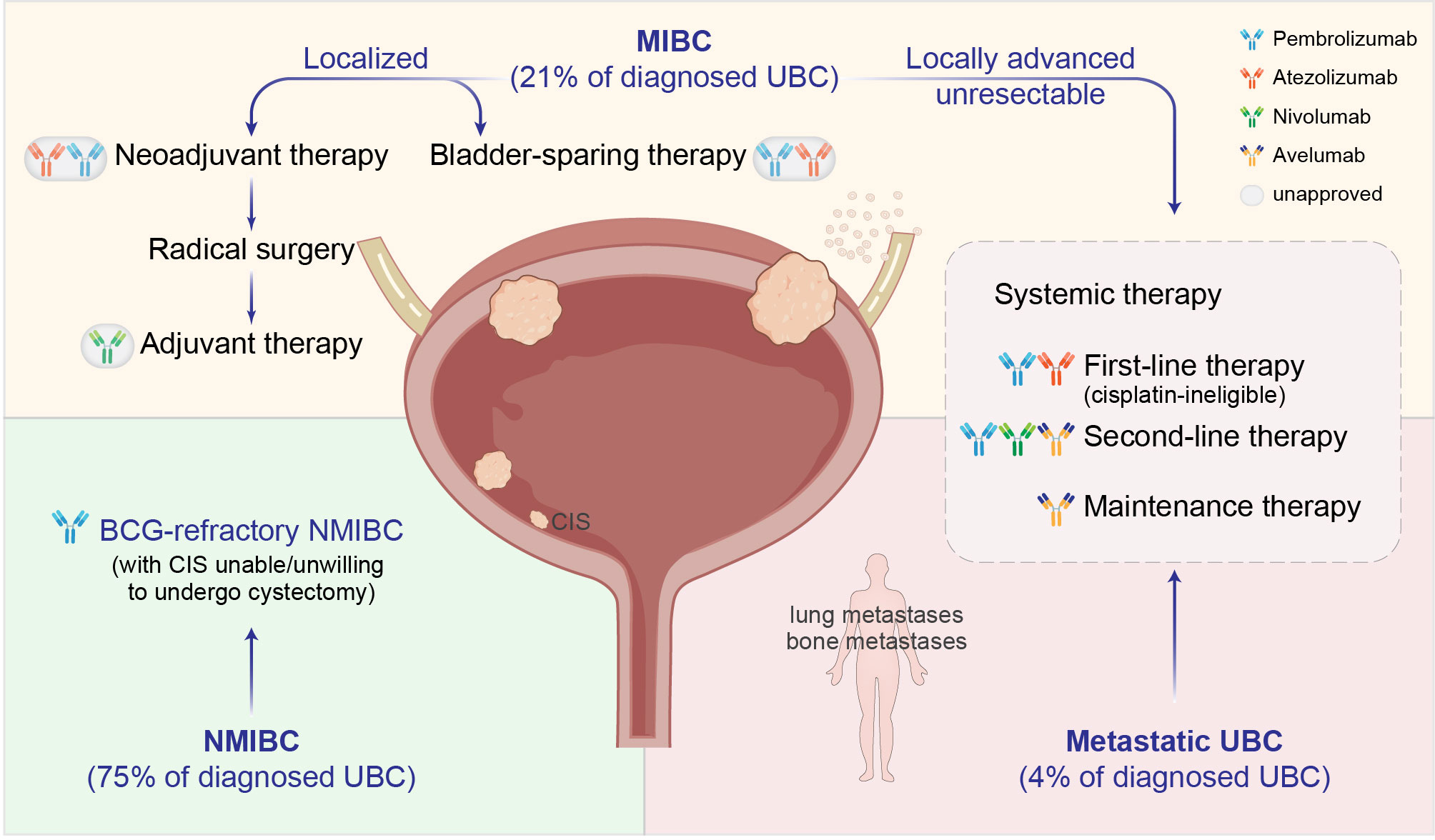 Frontiers Immunotherapy In The Treatment Of Urothelial Bladder Cancer 