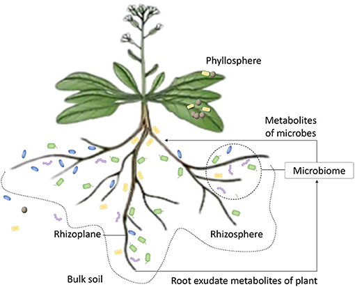 Frontiers  The root signals in rhizospheric inter-organismal