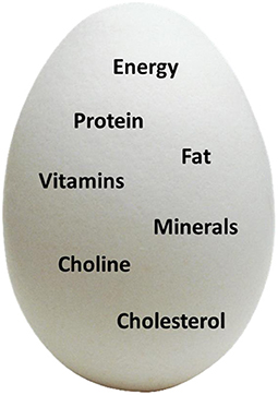 图1 -鸡蛋富含健康物质，可能对大脑有影响。