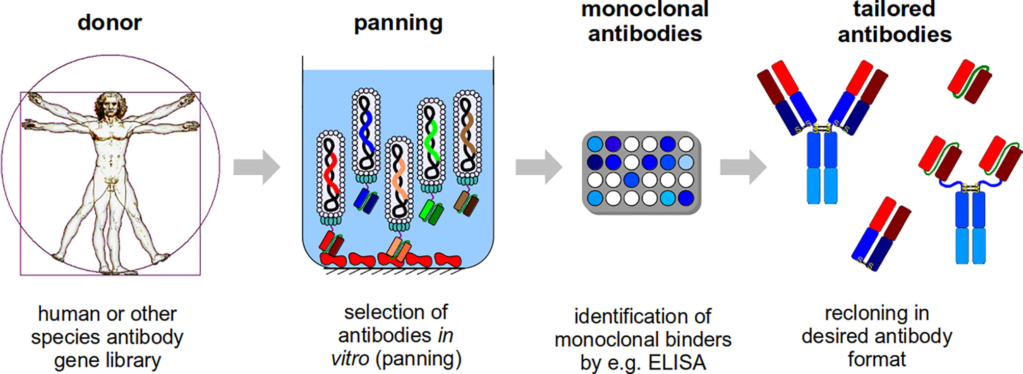 Frontiers | Developing Recombinant Antibodies by Phage Display 
