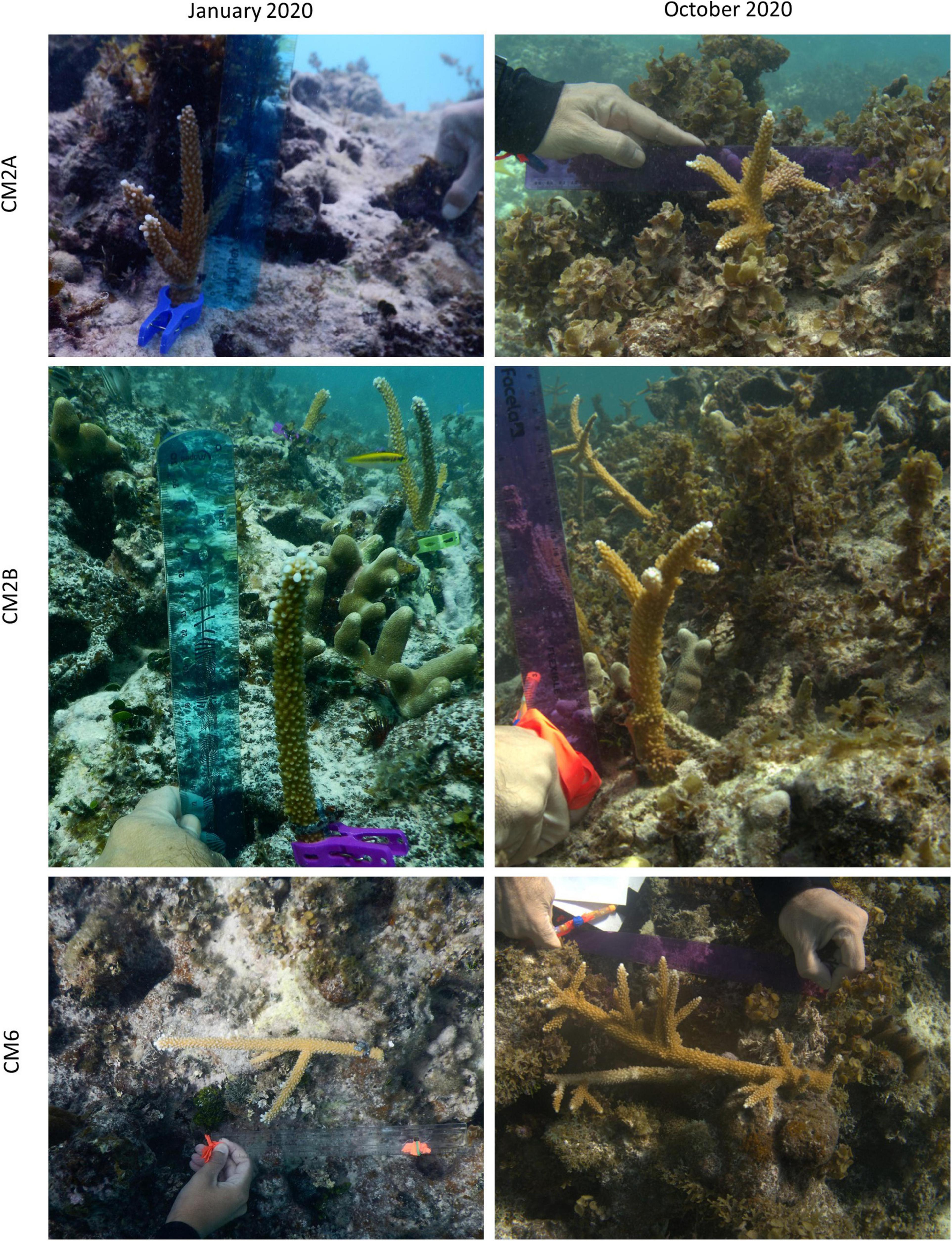 Frontiers  Site Selection for Coral Reef Restoration Using