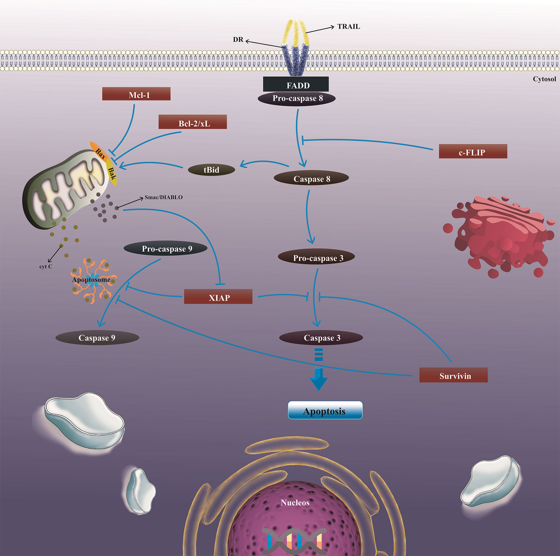 Frontiers | Harnessing TRAIL-Induced Apoptosis Pathway for Cancer ...