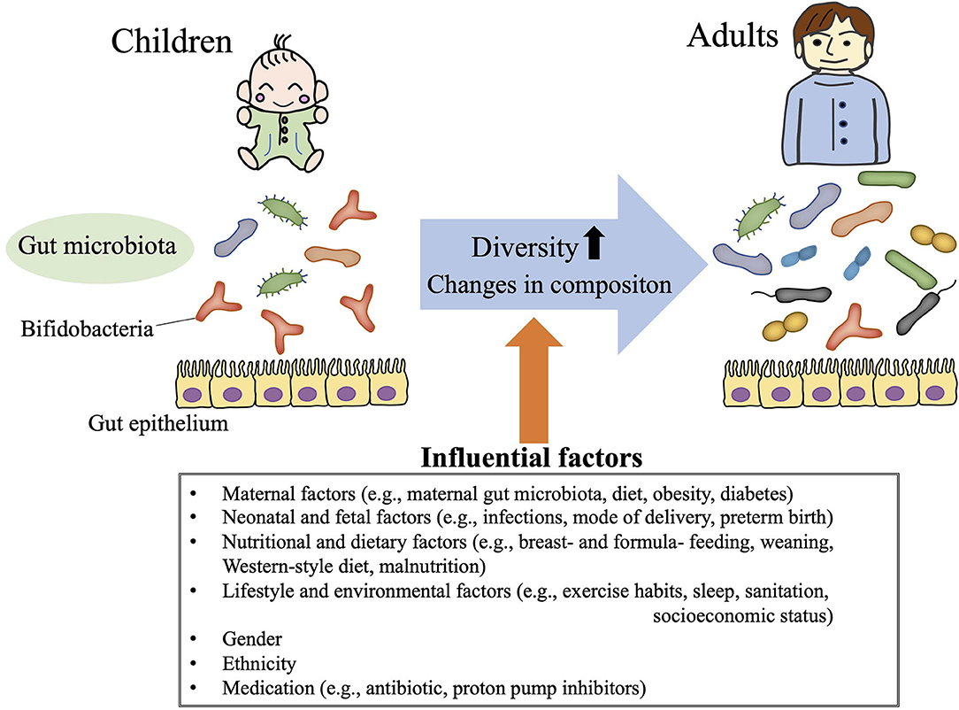 Frontiers Role Of The Gut Microbiota In Regulating Non Alcoholic