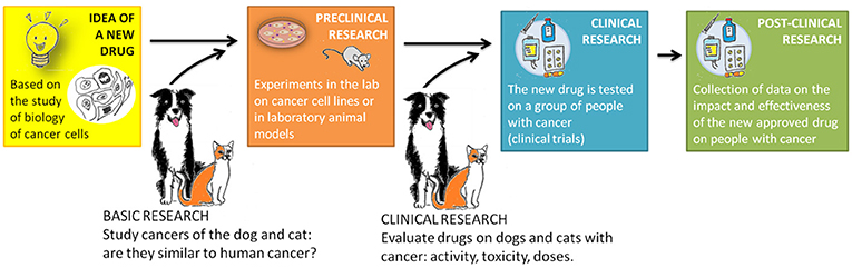 图2 -狗和猫可以帮助开发新的抗癌药物。