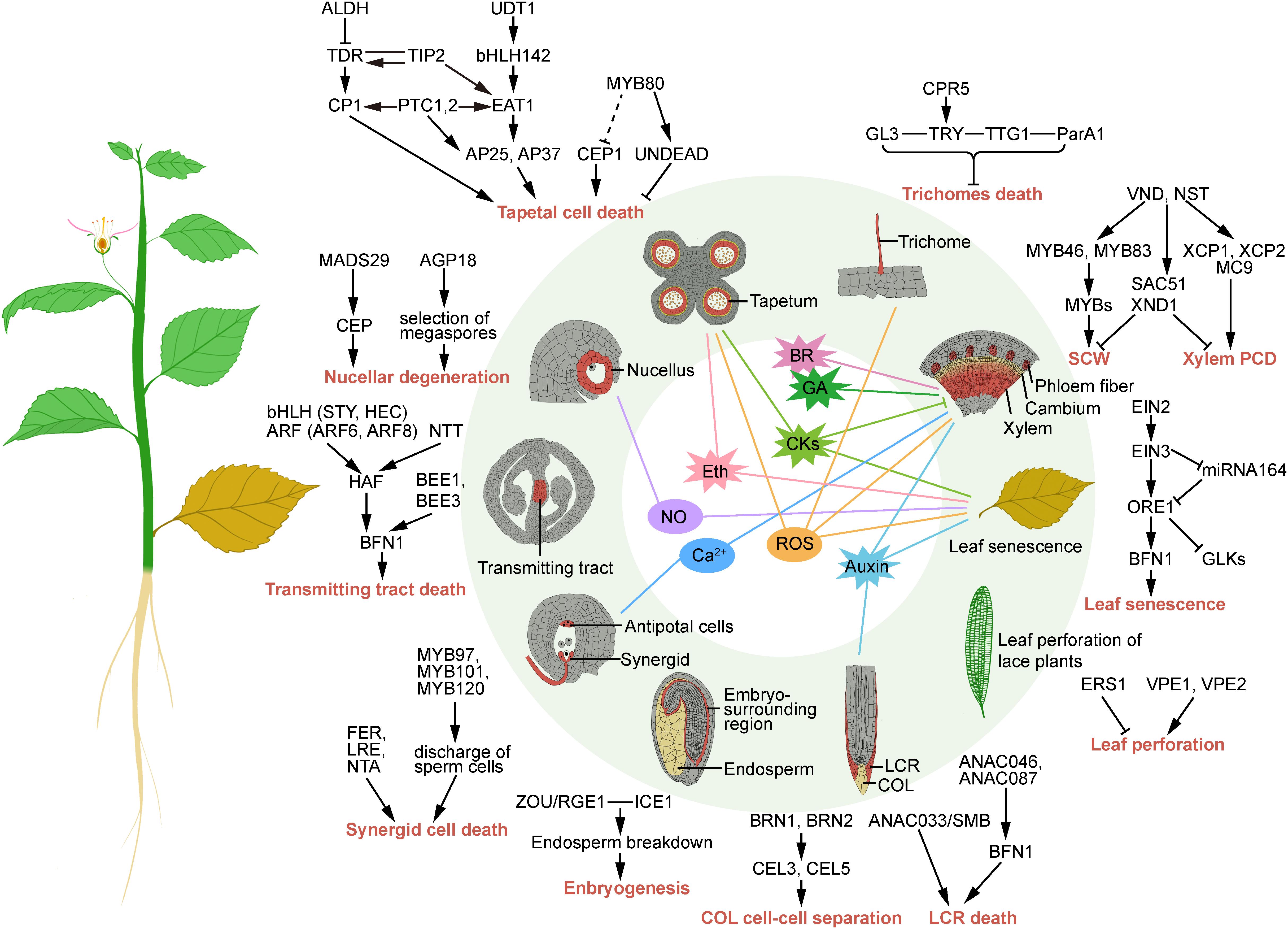 Frontiers Transcriptional Regulation and Signaling of Developmental