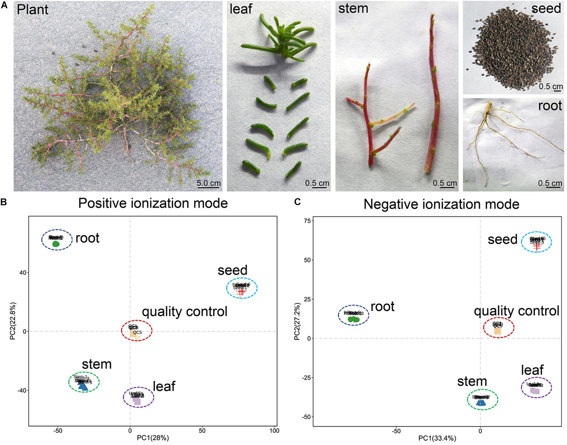 Metabolome analysis, nutrient and antioxidant potential of aerial