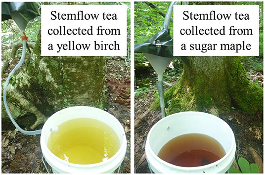 图1 -不同的树产出不同的茶