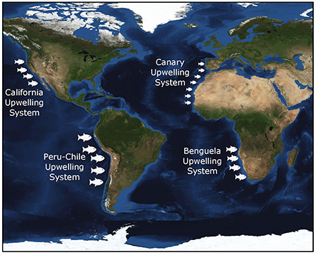 Why Are the Eastern Margins of Ocean Basins Full of Fish? · Frontiers ...