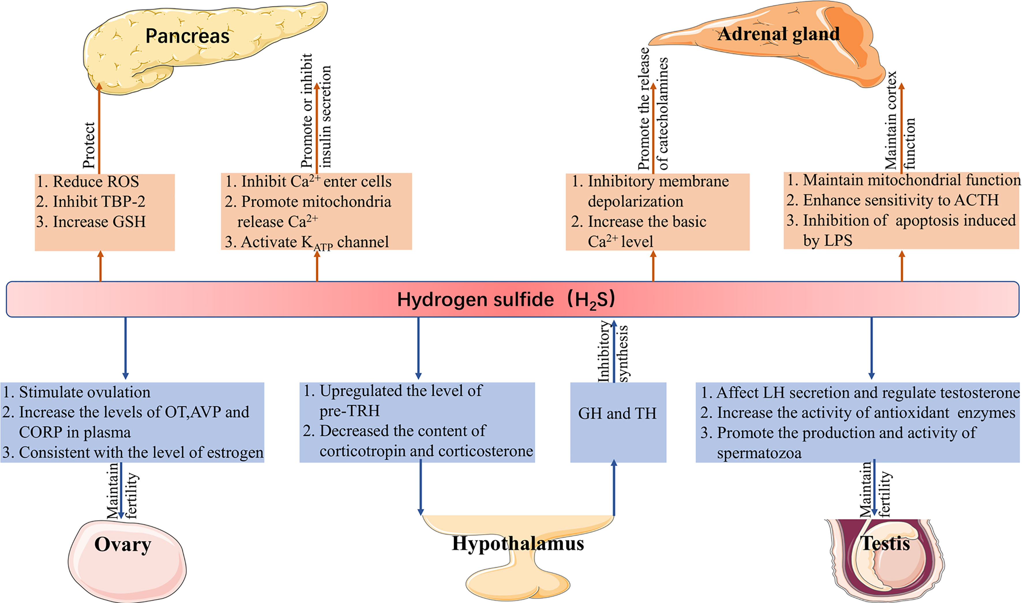 Frontiers  Role of Hydrogen Sulfide in the Endocrine System