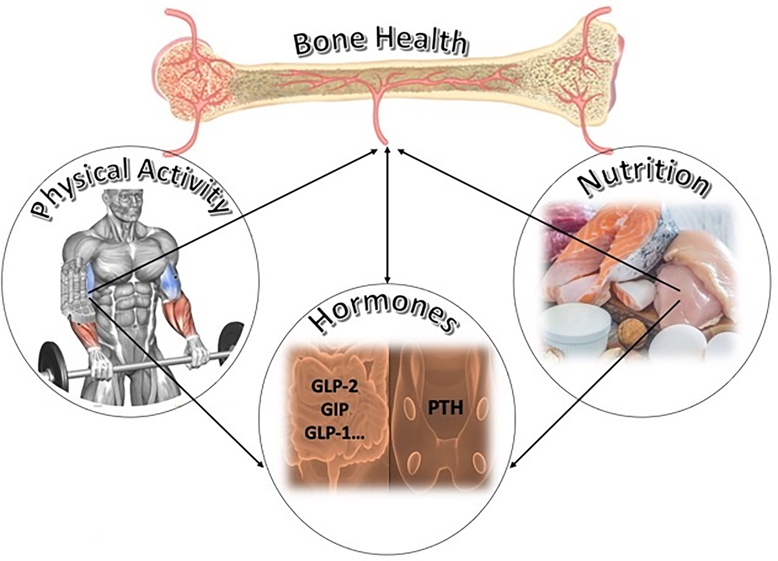 Promoting bone health through nutrition
