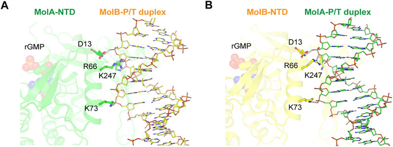 Frontiers | Structure of New Binary and Ternary DNA Polymerase