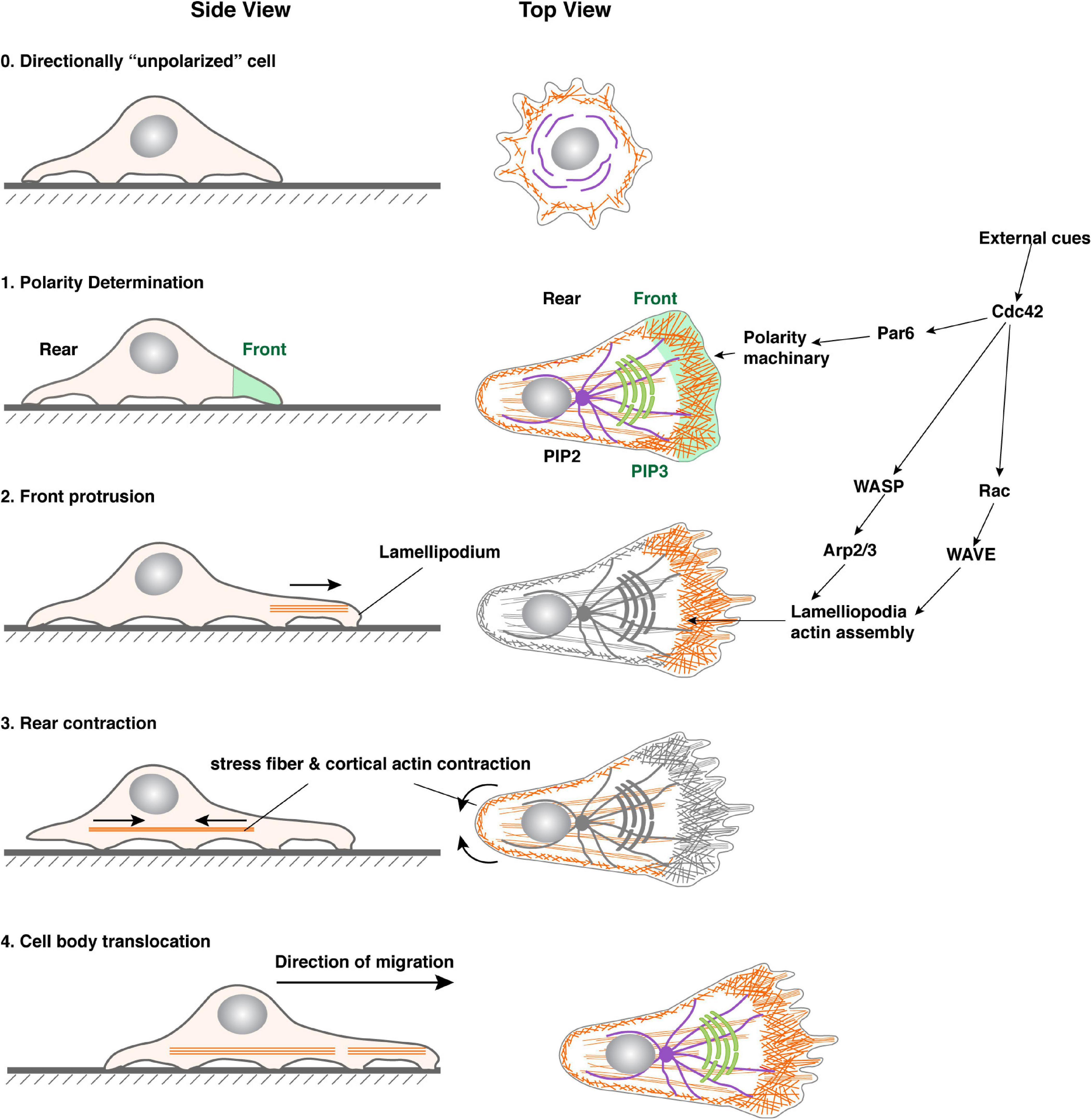 Frontiers | Born to Run? Diverse Modes of Epithelial Migration
