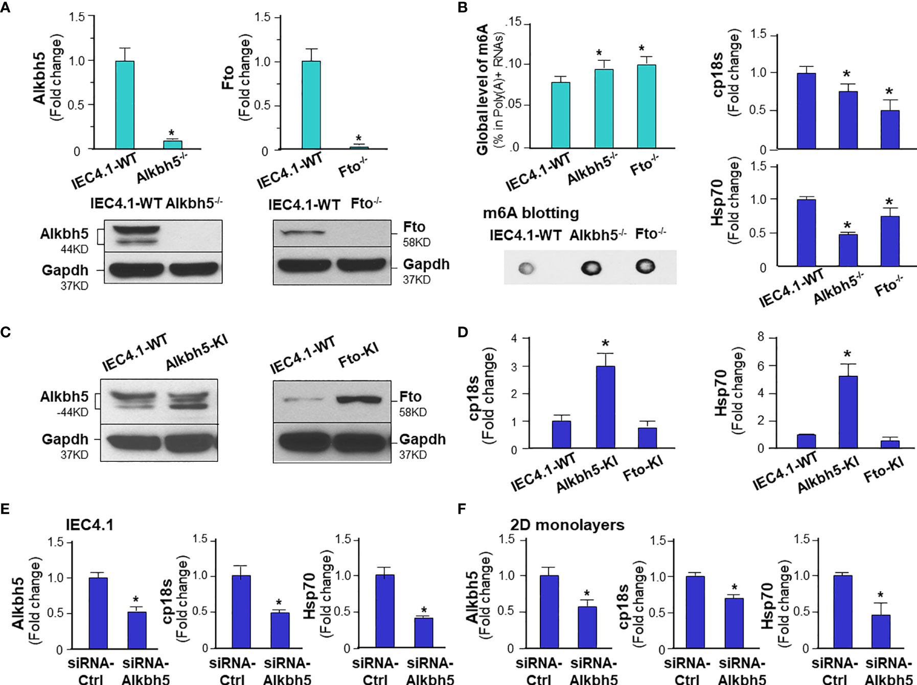 Frontiers | m6A mRNA Methylation Regulates Epithelial Innate 