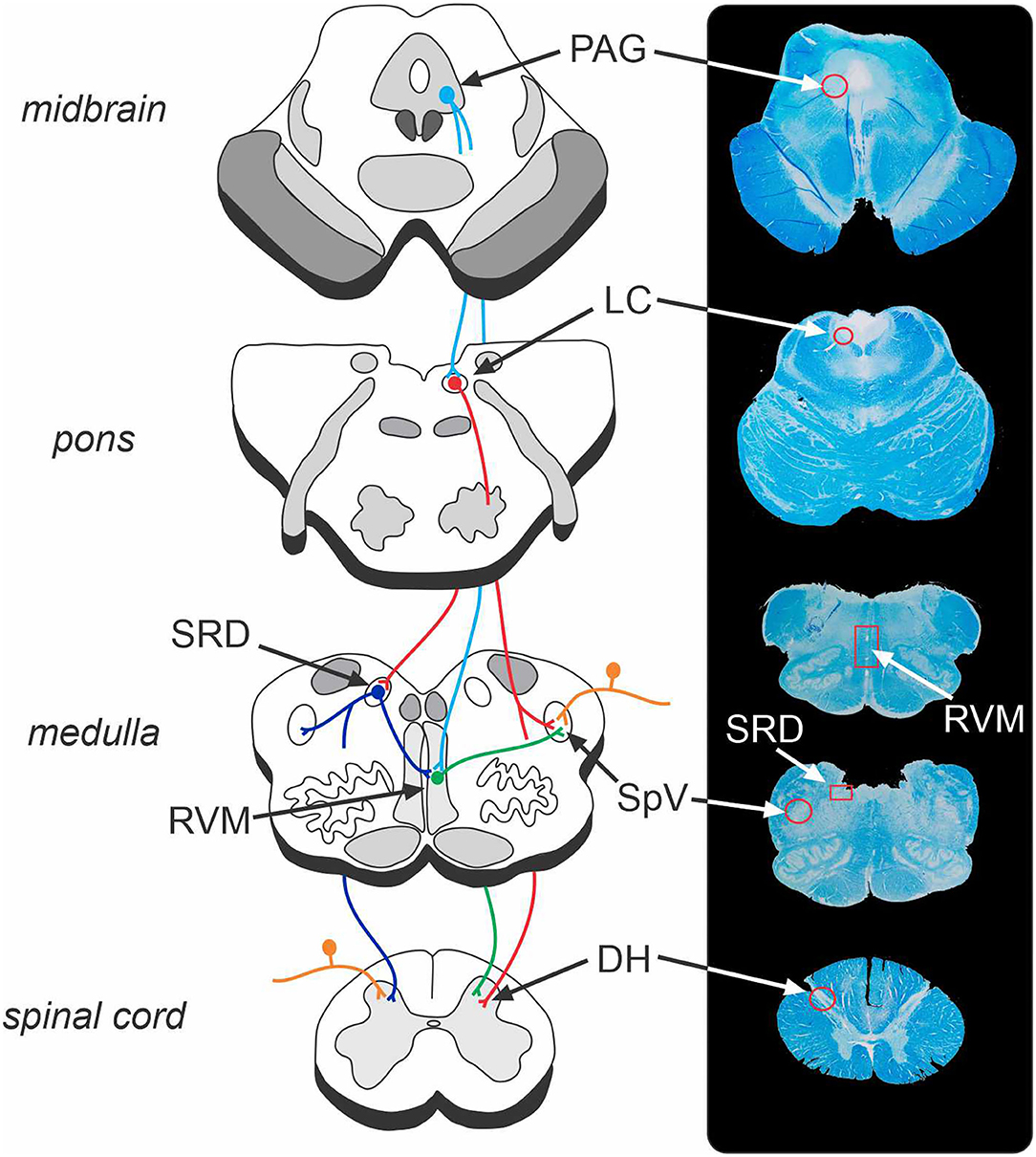 Frontiers | Brainstem Pain-Modulation Circuitry and Its Plasticity in ...