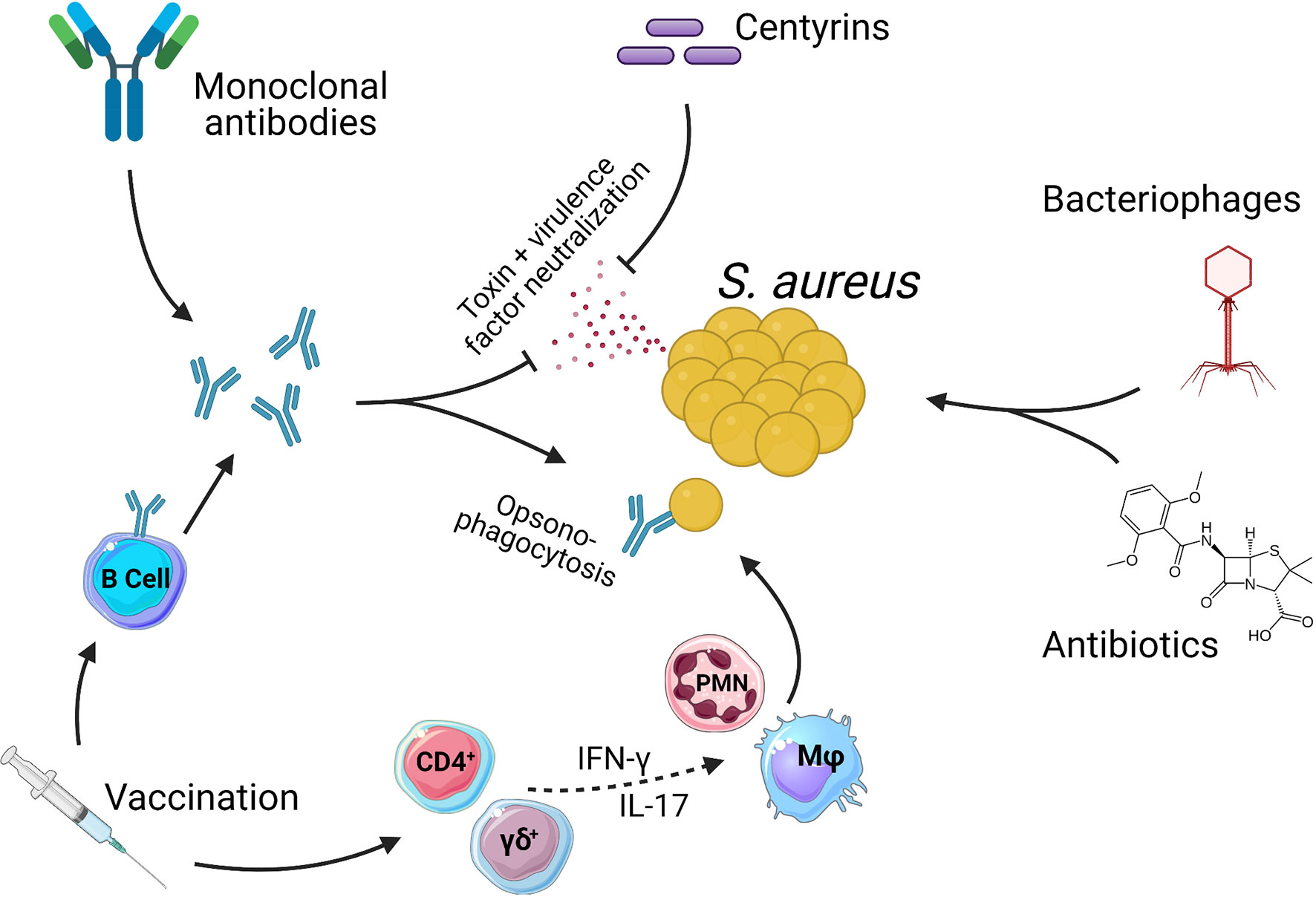 Staphylococcus aureus bacteria turns immune system against itself