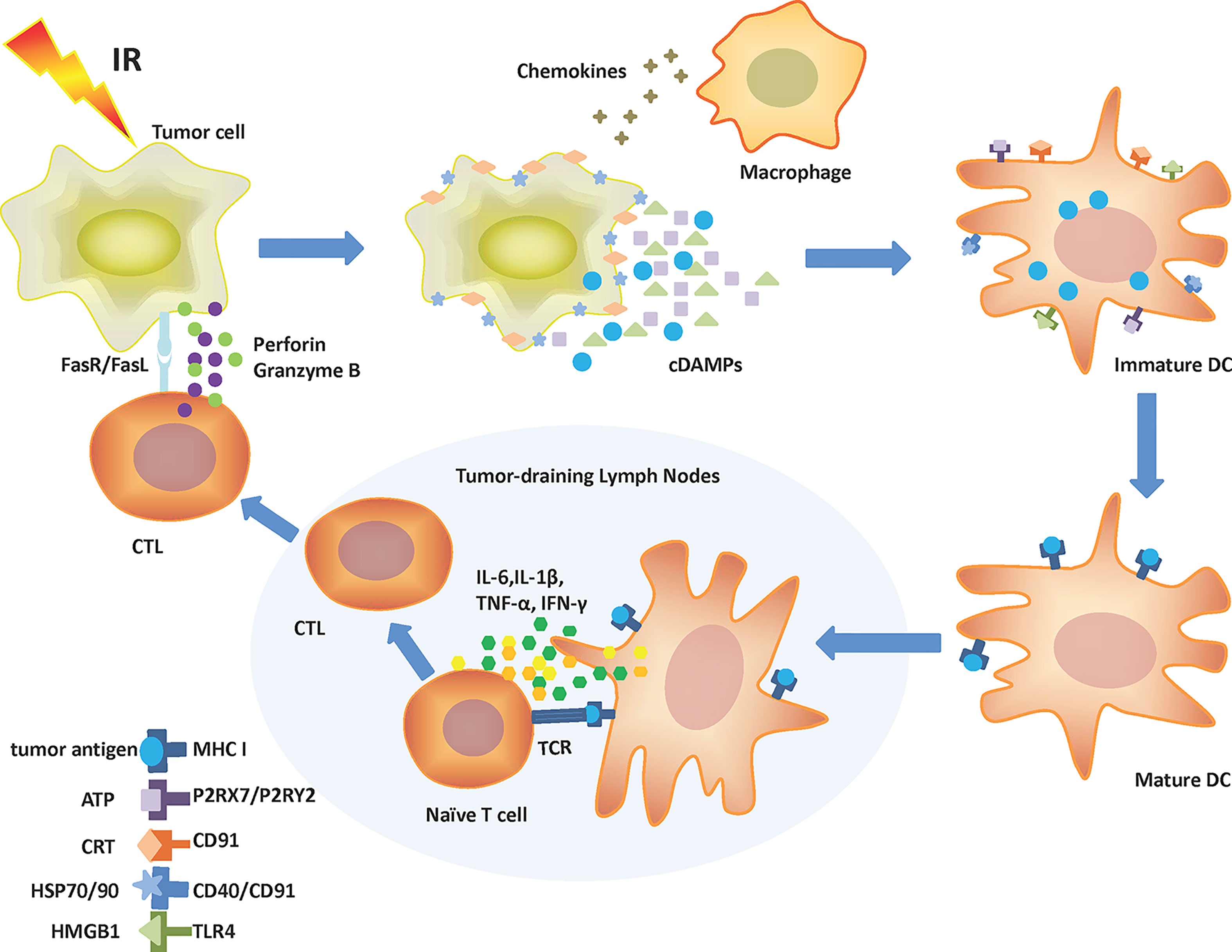 Frontiers | Immunogenic Cell Death Induction by Ionizing Radiation
