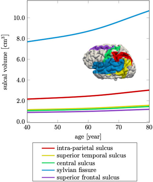 The connections between the WM and GM and Cerebral cortex (http