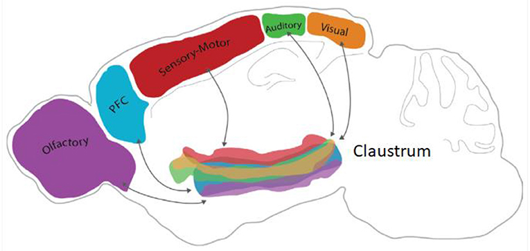 图1 -屏状核之间的连接和老鼠大脑的其他区域。