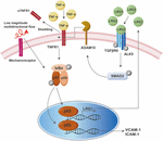 Frontiers | Leucine-Rich α-2-Glycoprotein 1 Suppresses Endothelial Cell ...