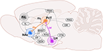 Frontiers | The Paraventricular Thalamus as a Critical Node of ...