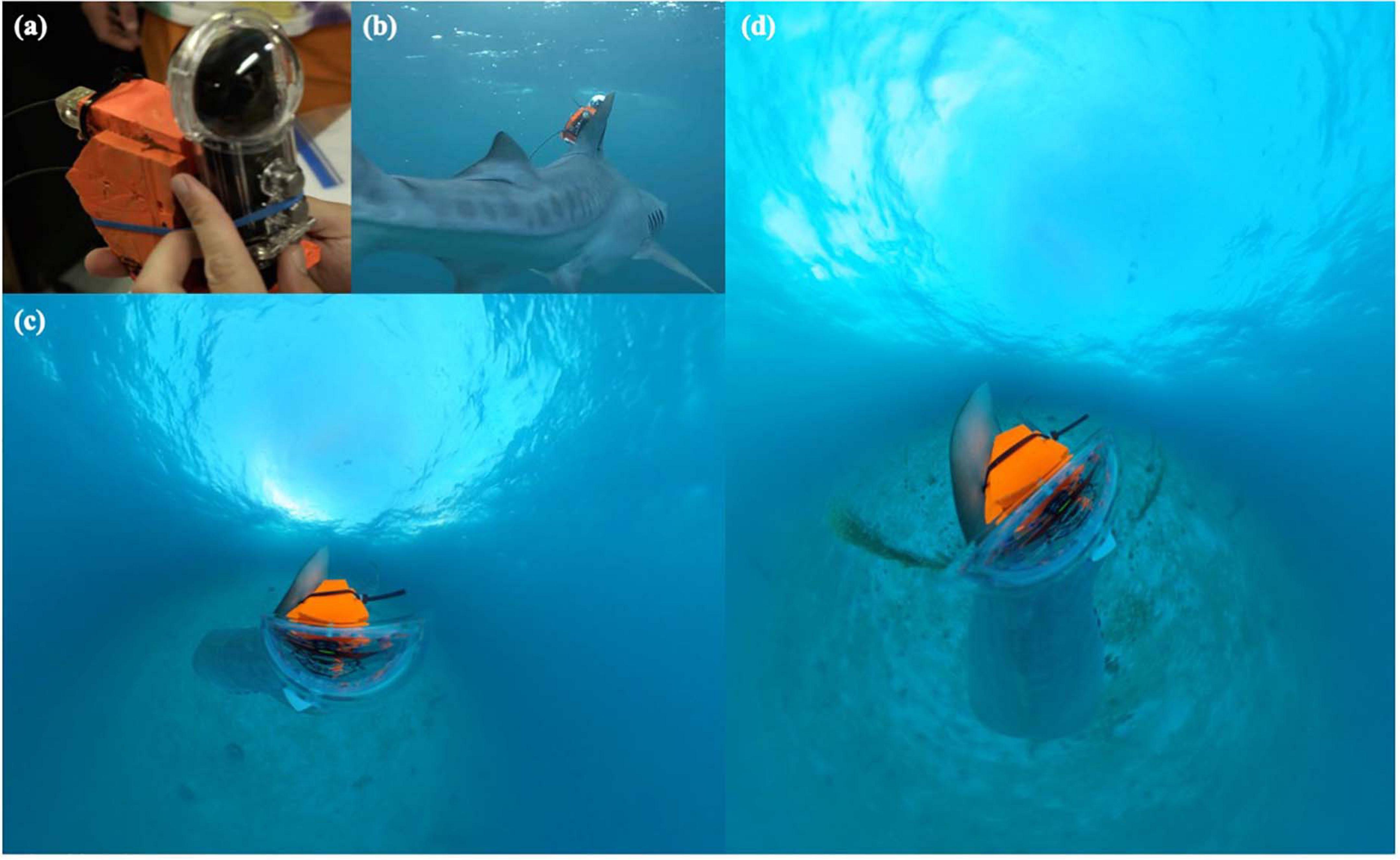Frontiers  First Application of 360-Degree Camera Technology to Marine  Predator Bio-Logging
