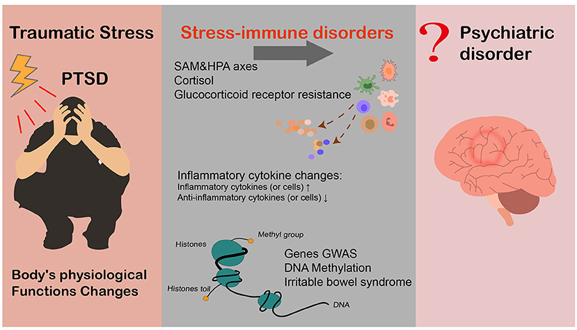 Inflammation and stress