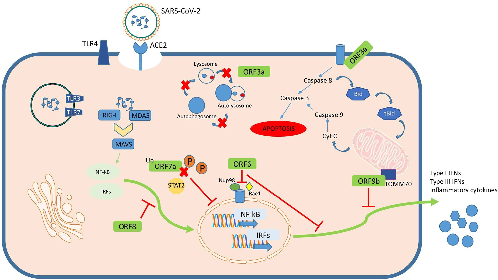 Https dois ru. Orf3a orf7a in Covid. Life circle of SARS cov 2. Pathogenesis: overcome. C17orf53 hemk2 Protein.