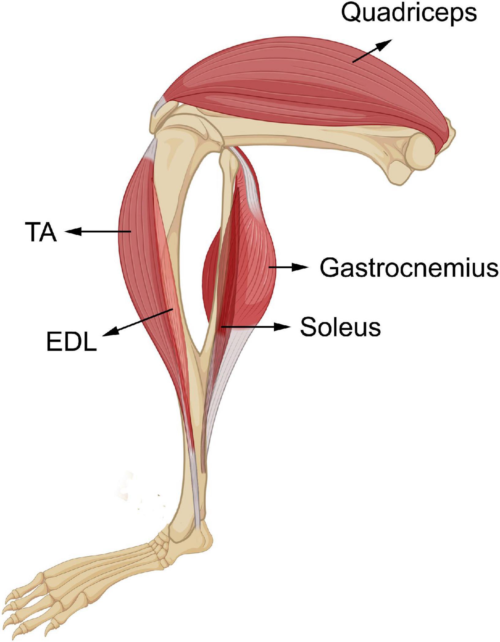 gastrocnemius muscle mouse