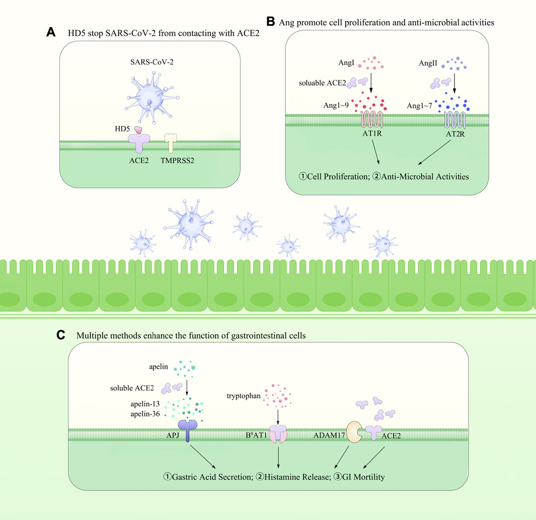 Frontiers Ace2 In The Gut The Center Of The 19 Ncov Infected Pathology Molecular Biosciences