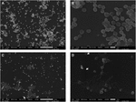 Frontiers | Deciphering the Antibacterial Role of Peptide From Bacillus ...