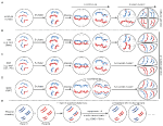 Frontiers | Rewiring Meiosis for Crop Improvement | Plant Science