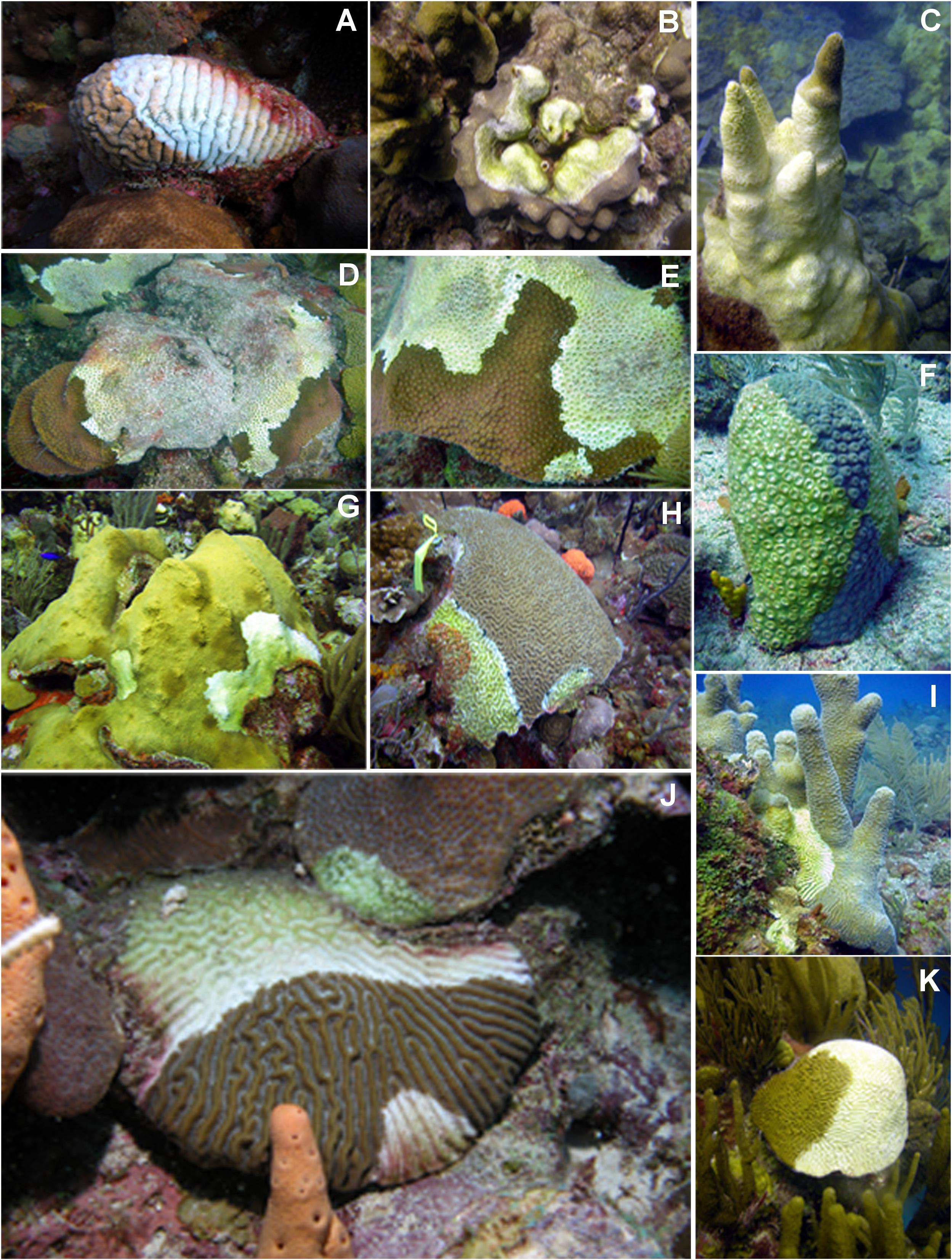 Immunity on the reef: Staghorn coral, its symbionts, and white