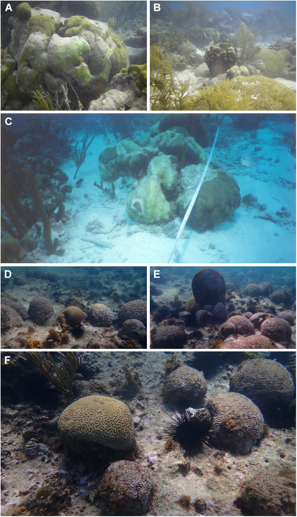 Coral Disease Research