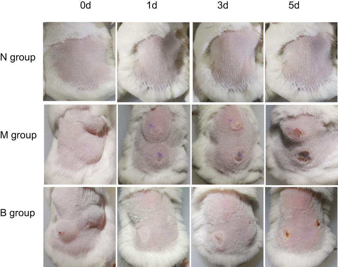 Frontiers  Effects of 3% Boric Acid Solution on Cutaneous Candida albicans  Infection and Microecological Flora Mice