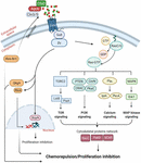 Frontiers | Using Dictyostelium to Develop Therapeutics for Acute ...