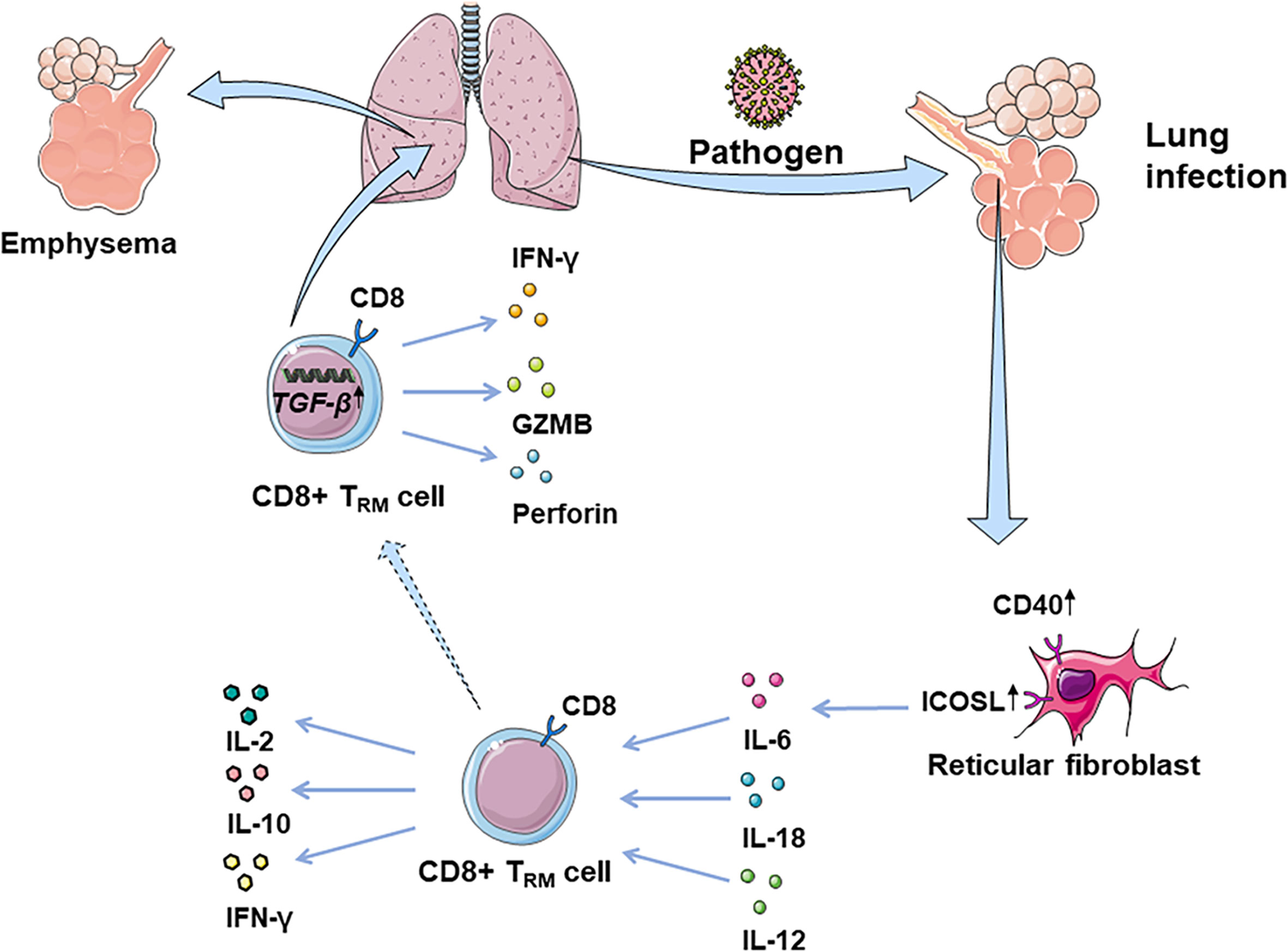 Frontiers | The Roles of Tissue-Resident Memory T Cells in Lung Diseases