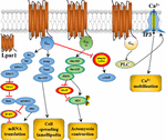 Frontiers | The Roles of Lpar1 in Central Nervous System Disorders and ...