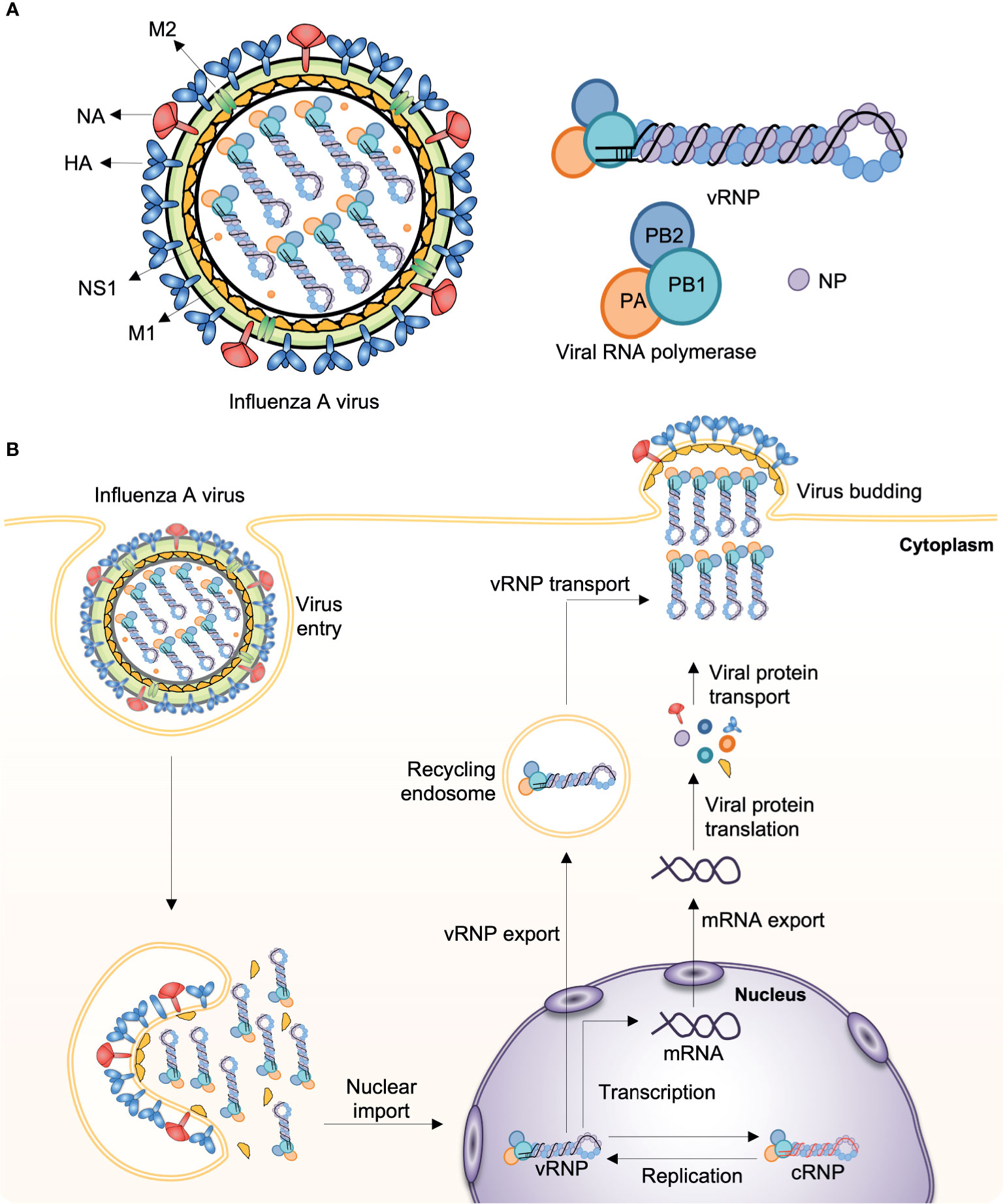 frontiers influenza viruses innate immunity and mrna vaccines immunology