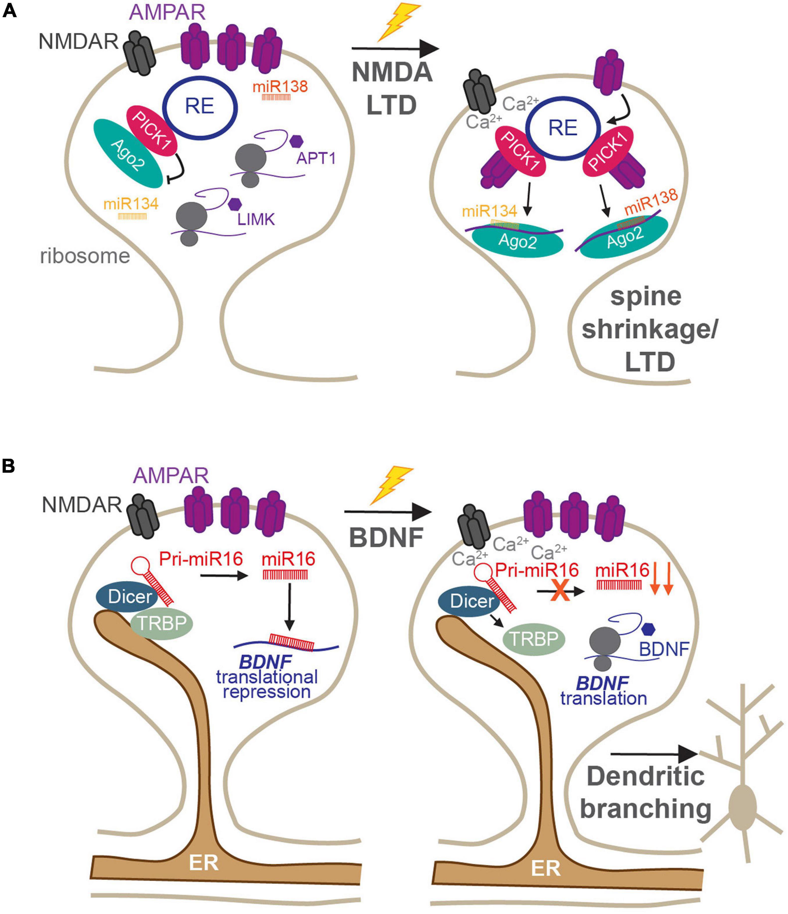 Local Protein Synthesis and Spine Morphogenesis: Fragile X Syndrome and  Beyond