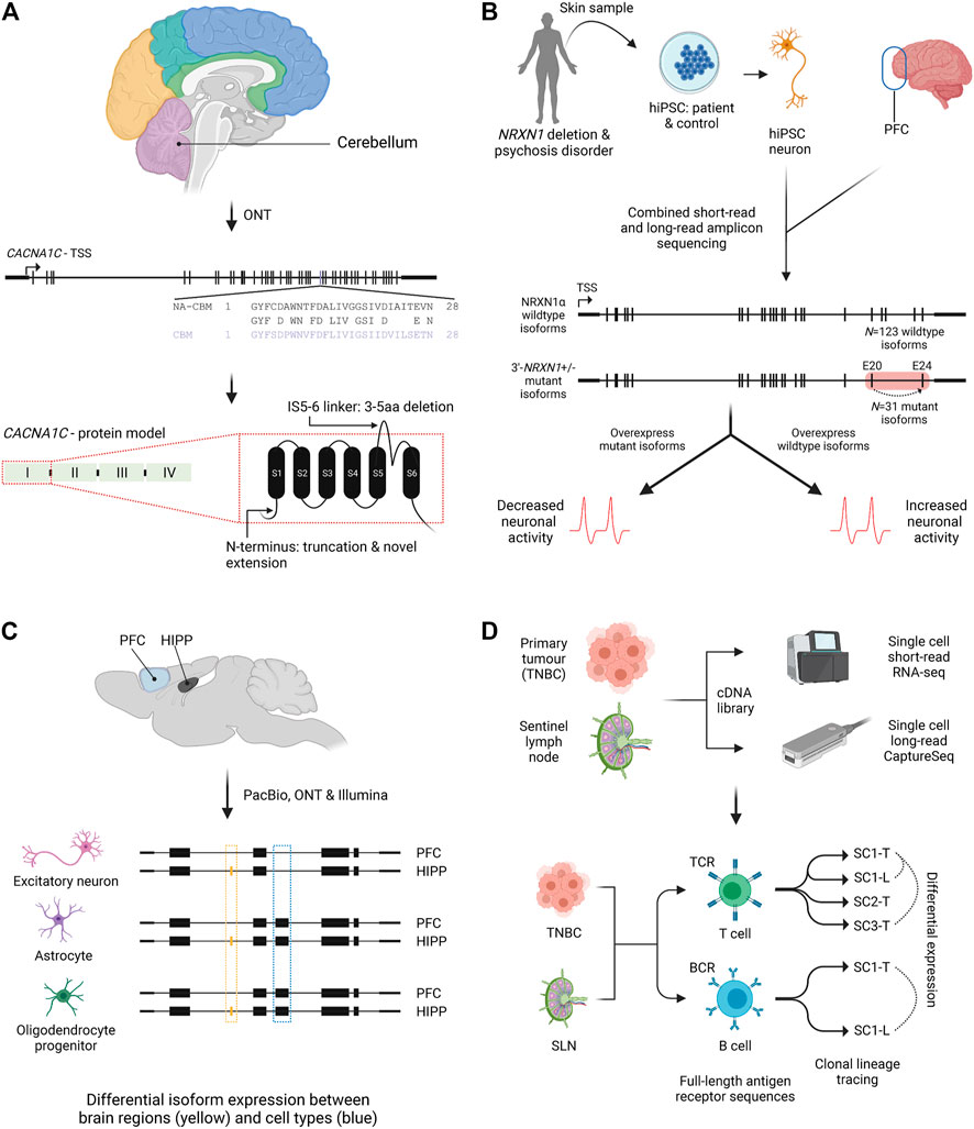 Frontiers | Isoform Age - Splice Isoform Profiling Using Long-Read ...