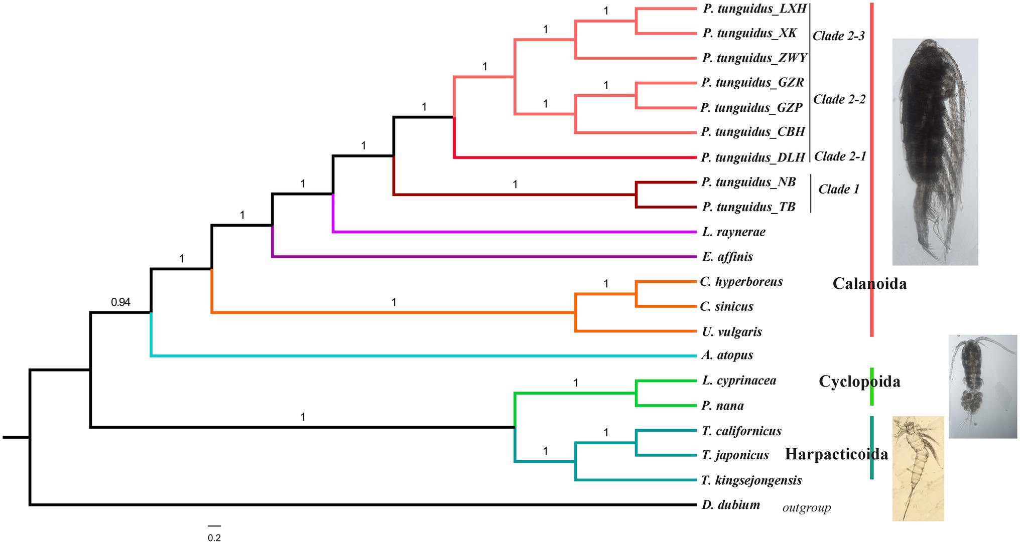 Frontiers | Geographic Variation of Phyllodiaptomus tunguidus 