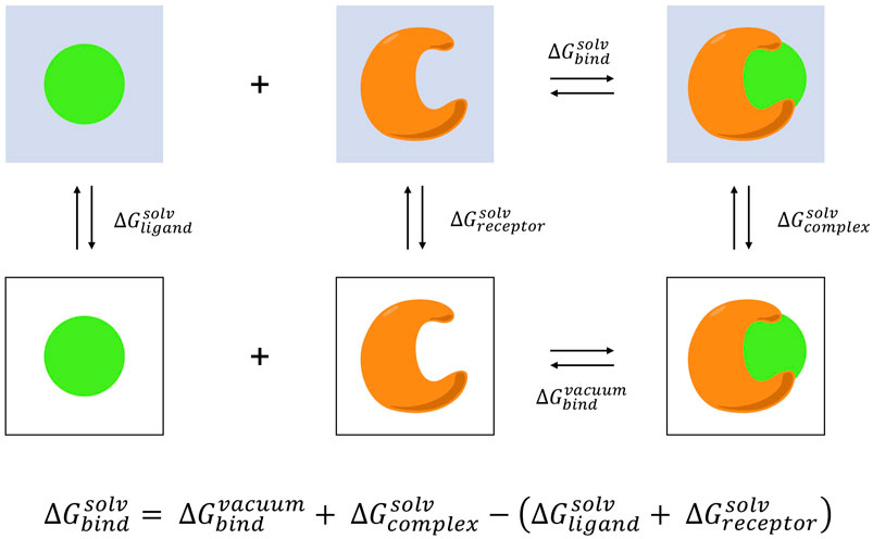Alchemical Free Energy Calculations on Membrane-Associated