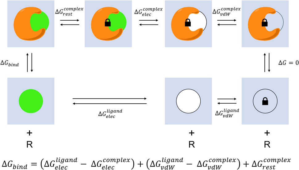 Alchemical Free Energy Calculations on Membrane-Associated