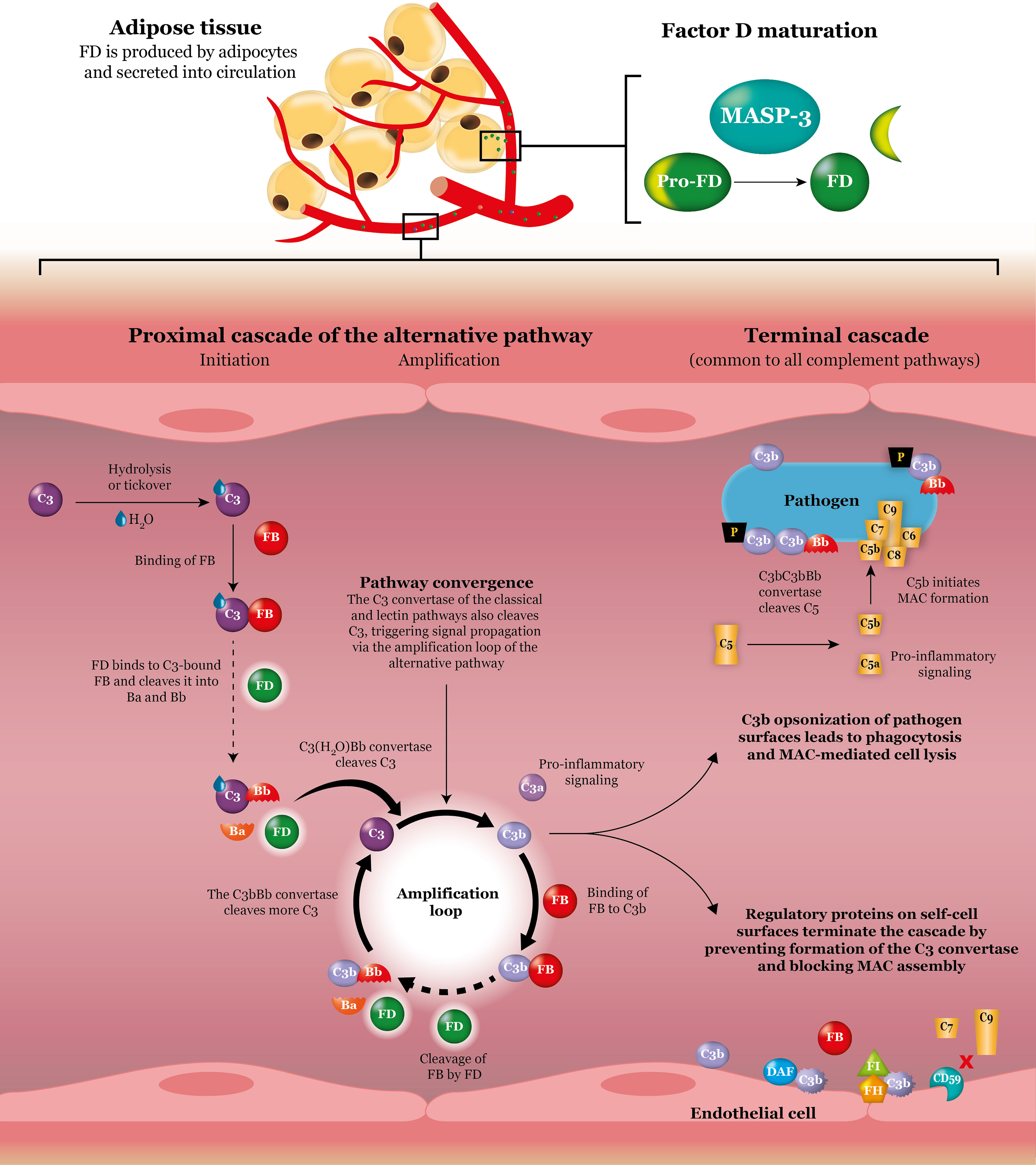 Frontiers Complement Factor D As A Strategic Target For Regulating 