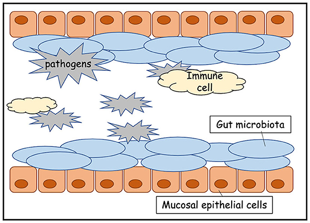 图1 -肠子都内衬内侧粘膜上皮细胞,产生保护性粘膜层。